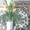 Продаю: цветок Панданус, Полтава - <ro>Изображение</ro><ru>Изображение</ru> #2, <ru>Объявление</ru> #335699