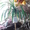 Продаю: цветок Панданус, Полтава - <ro>Изображение</ro><ru>Изображение</ru> #3, <ru>Объявление</ru> #335699