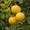 Лимоны,  другие плодовые и лекарственные растения 