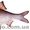 Продам рыбу карп судак товстолоб сом лещ плотва густёра - <ro>Изображение</ro><ru>Изображение</ru> #4, <ru>Объявление</ru> #430845