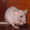 Декоративные крысы (грызуны) - <ro>Изображение</ro><ru>Изображение</ru> #2, <ru>Объявление</ru> #472945