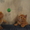 котята в гарні руки - <ro>Изображение</ro><ru>Изображение</ru> #3, <ru>Объявление</ru> #511844