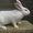 Продам кролей в живом весе на разведение #495482