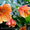 комнатные цветы - <ro>Изображение</ro><ru>Изображение</ru> #2, <ru>Объявление</ru> #613888