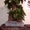 Искусственные деревья бонсай. Сосна, лиственные, бисерные - <ro>Изображение</ro><ru>Изображение</ru> #2, <ru>Объявление</ru> #652852