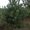 Новогодние сосны,  живые елки оптом #788146