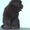 Продам  щенков ньюфаундленда - <ro>Изображение</ro><ru>Изображение</ru> #1, <ru>Объявление</ru> #1133163
