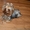 Недорого продам щенков йоркширский терьер - <ro>Изображение</ro><ru>Изображение</ru> #4, <ru>Объявление</ru> #1249943