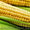 Насіння кукурудзи Солонянський 290 СВ #1333420