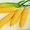 Семенной материал кукурузы и подсолнечника от производителя ЮгАгроСерв #1375329