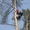 Спил аварийных деревьев, высотные работы - <ro>Изображение</ro><ru>Изображение</ru> #1, <ru>Объявление</ru> #1379967