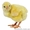 Суточные цыплята бройлера КОББ 500 #1335221