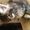 Очаровательные котята Мейн-кун #1483381