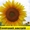 Соняшникове насіння гібриду  – Сонячний настрій стійкий  до Гранстару