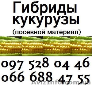 Посевной материал. Гибриды кукурузы - <ro>Изображение</ro><ru>Изображение</ru> #1, <ru>Объявление</ru> #19571