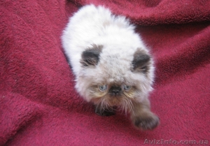продаются персидские экстремальные котята - <ro>Изображение</ro><ru>Изображение</ru> #5, <ru>Объявление</ru> #49761