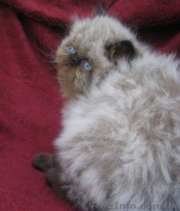 продаются персидские экстремальные котята - <ro>Изображение</ro><ru>Изображение</ru> #2, <ru>Объявление</ru> #49761