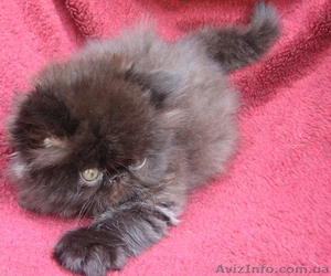 продаются персидские экстремальные котята - <ro>Изображение</ro><ru>Изображение</ru> #3, <ru>Объявление</ru> #49761