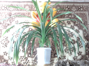 Продаю: цветок Панданус, Полтава - <ro>Изображение</ro><ru>Изображение</ru> #2, <ru>Объявление</ru> #335699