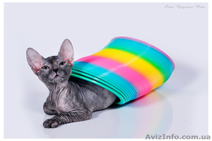 Предлагаются к продаже котята донского сфинкса