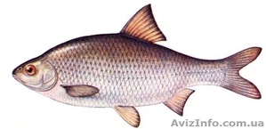 Продам риба свіжа,  охолоджена та свіжоморожена (шокова заморозка)