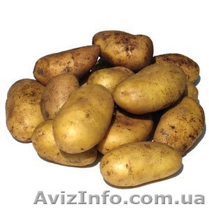 Продажа картофеля в Украине, продаем овощи оптом - <ro>Изображение</ro><ru>Изображение</ru> #1, <ru>Объявление</ru> #715436