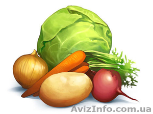 Продажа свеклы, капусты, моркови оптом в Украине, оптовая цена на овощи - <ro>Изображение</ro><ru>Изображение</ru> #1, <ru>Объявление</ru> #772697