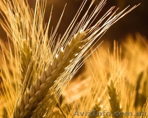 Продаем семена яровой пшеницы оптом, семена сои в Украине - <ro>Изображение</ro><ru>Изображение</ru> #1, <ru>Объявление</ru> #773723