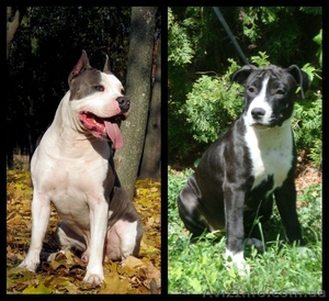 Великолепные стафики з документами КСУ