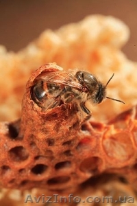 Пчелиная матка степной украинской породы плодная. Украина. - <ro>Изображение</ro><ru>Изображение</ru> #5, <ru>Объявление</ru> #927712