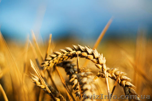 Высококачественные семена озимой пшеницы в Украине продажа оптом - <ro>Изображение</ro><ru>Изображение</ru> #1, <ru>Объявление</ru> #941991