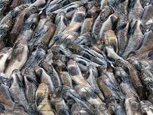 Продам рыбу и морепродукты. - <ro>Изображение</ro><ru>Изображение</ru> #1, <ru>Объявление</ru> #1205468