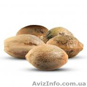 Магазин семян каннабиса Level Seeds - <ro>Изображение</ro><ru>Изображение</ru> #1, <ru>Объявление</ru> #1243670