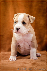 Красивые стаффодетки 