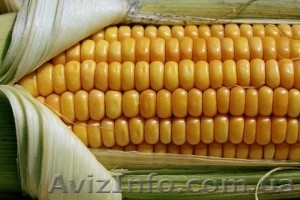 Насіння кукурудзи Оржиця 230 МВ - <ro>Изображение</ro><ru>Изображение</ru> #1, <ru>Объявление</ru> #1333423