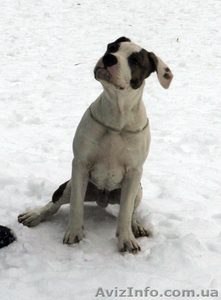 Выставочный мальчуган стаффордширский терьер