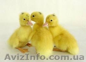 продам суточних утят муларда
