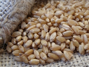 Яровая твердая пшеница Чадо - <ro>Изображение</ro><ru>Изображение</ru> #1, <ru>Объявление</ru> #1372329