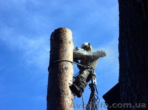 Спил аварийных деревьев, высотные работы - <ro>Изображение</ro><ru>Изображение</ru> #3, <ru>Объявление</ru> #1379967