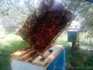 Пчелопакеты: Украинская Степная плодная матка + 4 рамки с рабочими пчелами - <ro>Изображение</ro><ru>Изображение</ru> #1, <ru>Объявление</ru> #1387561