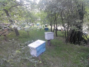 Пчелопакеты: Украинская Степная плодная матка + 4 рамки с рабочими пчелами - <ro>Изображение</ro><ru>Изображение</ru> #2, <ru>Объявление</ru> #1387561
