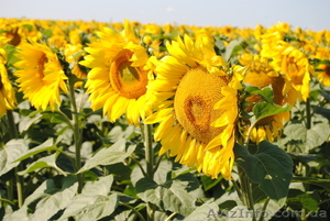 Насіння гібриду соняшника - Армагедон