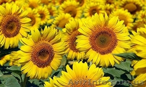 Насіння гібридів соняшника.