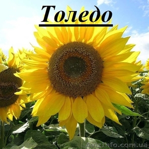 фірма «ГРАН» пропонує  насіння соняшнику «Толедо»  під гранстар - <ro>Изображение</ro><ru>Изображение</ru> #1, <ru>Объявление</ru> #1520236