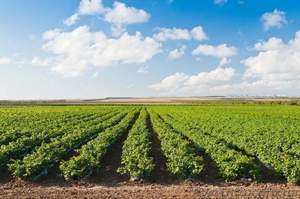 Купуємо пшеницю, ріпак, сою, кукурудзу, насіння соняшника, ячмінь