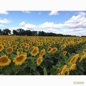 Качественные семена подсолнечника и кукурузы