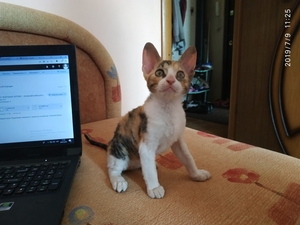 Продам котят породы корниш-рекс.