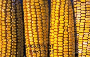 Продаются семена подсолнечника и кукурузы - <ro>Изображение</ro><ru>Изображение</ru> #1, <ru>Объявление</ru> #1677700