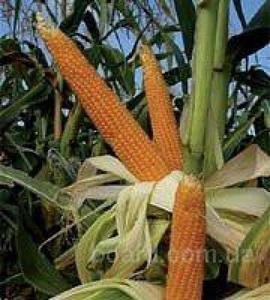 Продаются семена кукурузы, разные сорта  - <ro>Изображение</ro><ru>Изображение</ru> #1, <ru>Объявление</ru> #1679033