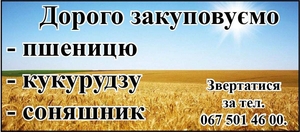 Дорого закуповуємо пшеницю, кукурудзу, соняшник - <ro>Изображение</ro><ru>Изображение</ru> #1, <ru>Объявление</ru> #1738579